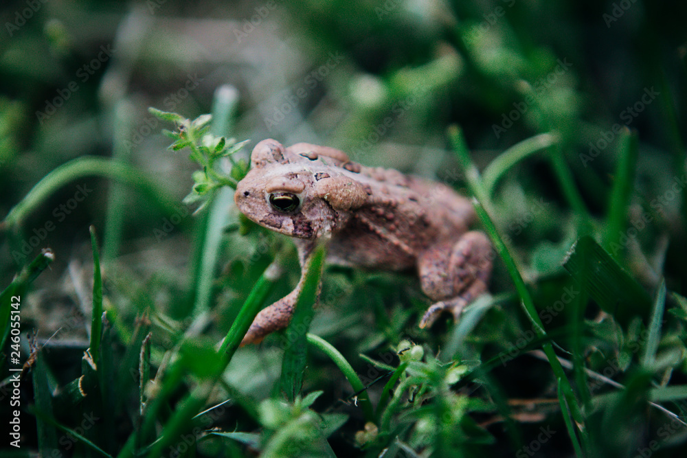 brown little frog brown little frog