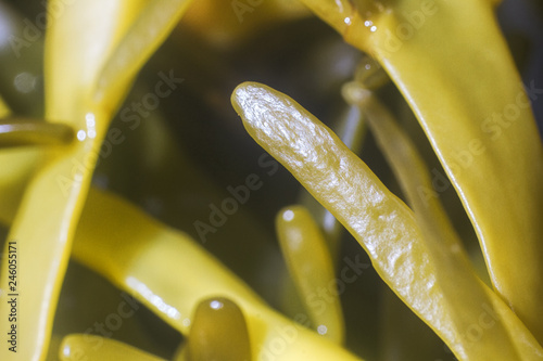 Tableau sur toile Brown algae (fucus). macro