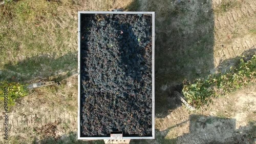 aerial view of truck full of red grape ready for winery - harvest of grape season