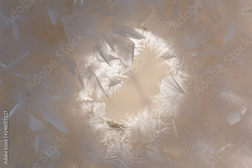 feathers forming circle in white photo