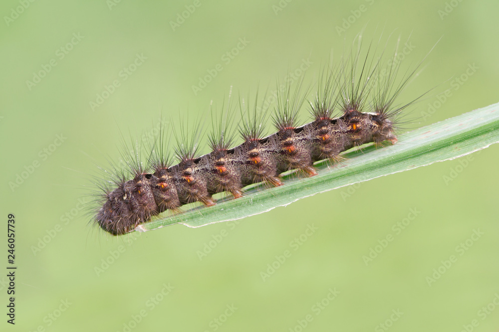 Side view of a caterpillar Side view of a caterpillar