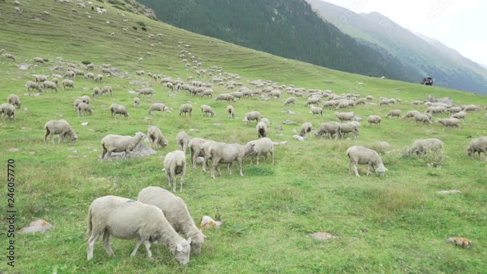 white sheeps in kyrgyzstan, central asia. slow motion video white sheeps in kyrgyzstan, central asia. slow motion video