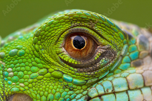 macro of a fantastic green iguana eye © halimqdn
