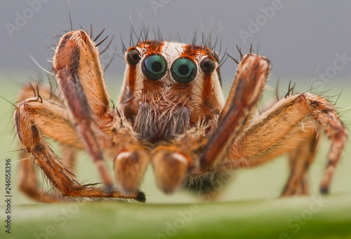 extreme magnification Spider 