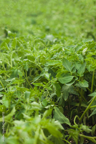 Young tomato plants in a greenhouse