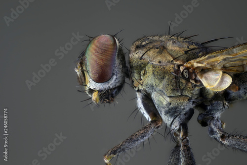 Close-up housefly, gray background © Arif
