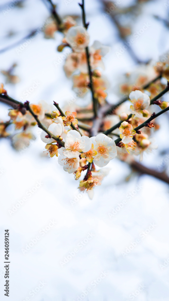 beautiful plum blossoms