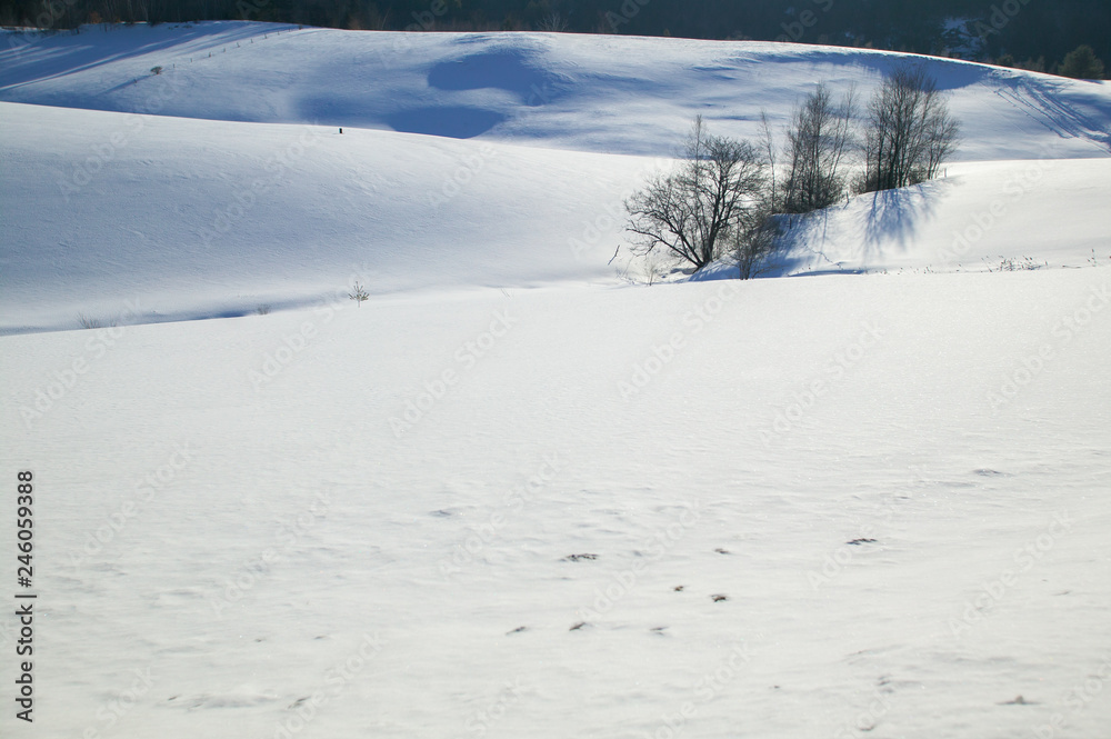 Tranquil scene of a few trees in an open field covered in snow, Stowe, Vermont, USA