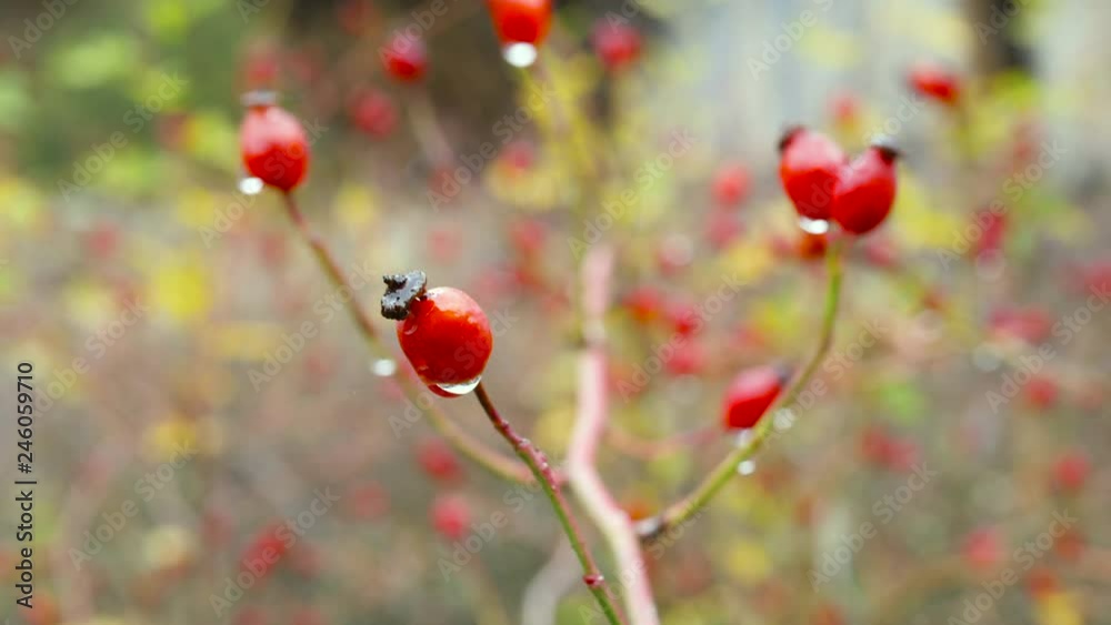 Small red fruits in bush
