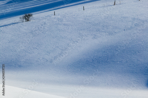 Tranquil scene of a few trees in an open field covered in snow, Stowe, Vermont, USA