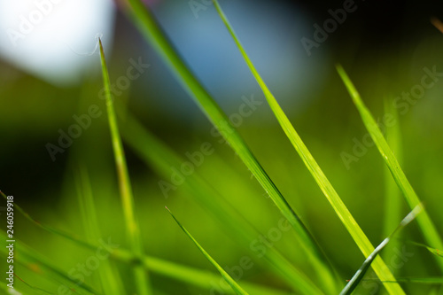 Green grass field, Close up & Macro shot, Selective focus, Abstract pattern background