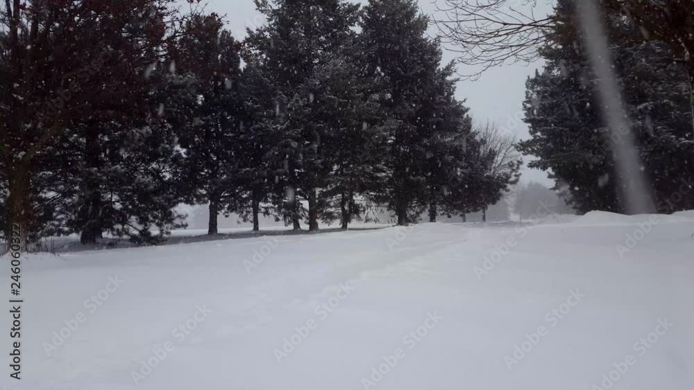 Snow Storm Blizzard With Evergreen Trees. Snowing Nature Scene With Tree Area. Snowy North Weather Scenic Landscape. Snow Storm Blizzard With Evergreen Trees. Snowing Nature Scene With Tree Area. Snowy North Weather Scenic Landscape.