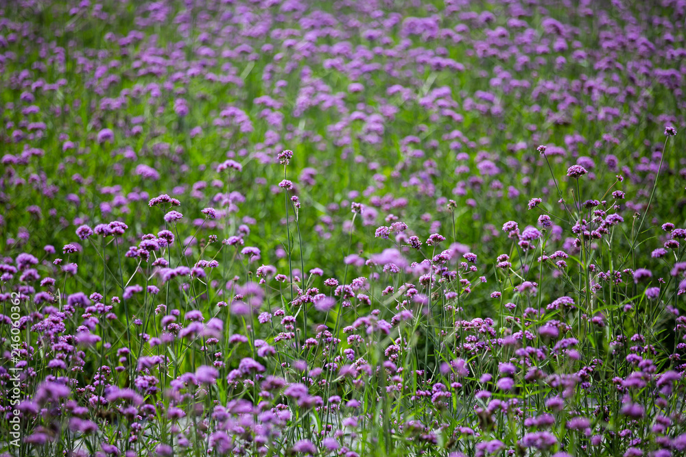Naklejka premium Verbena Bonariensis flowers, Purple flowers in blurred background, Selective focus, Abstract graphic design