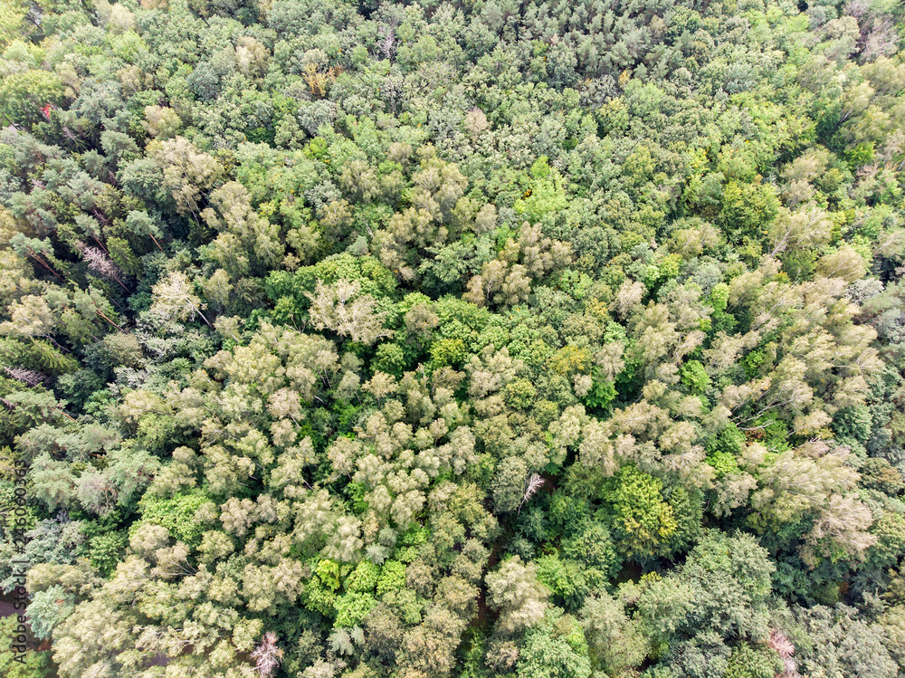 green trees in summer forest. natural landscape aerial top view