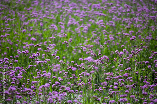 Verbena Bonariensis flowers  Purple flowers in blurred background  Selective focus  Abstract graphic design