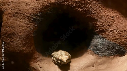 New Mexico Spadefoot Toad looking up at a flashlight beam photo