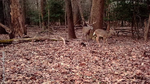 male deer trying to copulate with female deer in wild woods