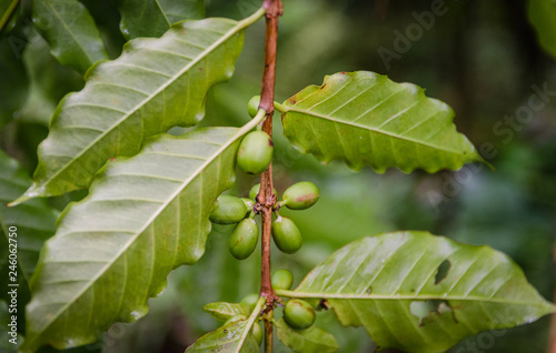 Coffee beans