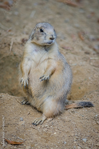 Prairie dog