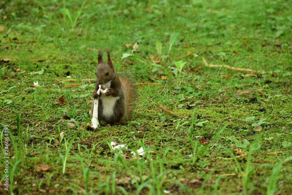 白いキノコを食べる夏のエゾリス 白いキノコを食べる夏のエゾリス