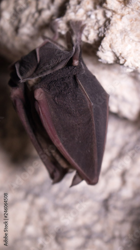 Bats sleep in dungeon. Horseshoe-nosed bat photo