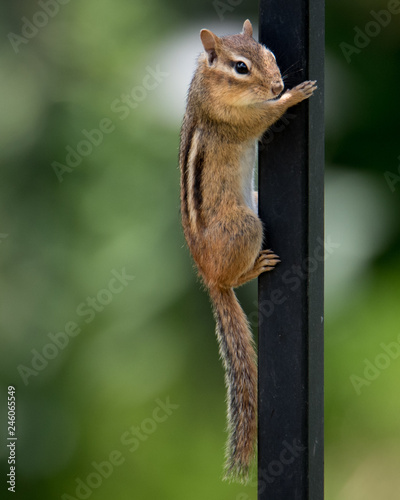Squirrel © Don