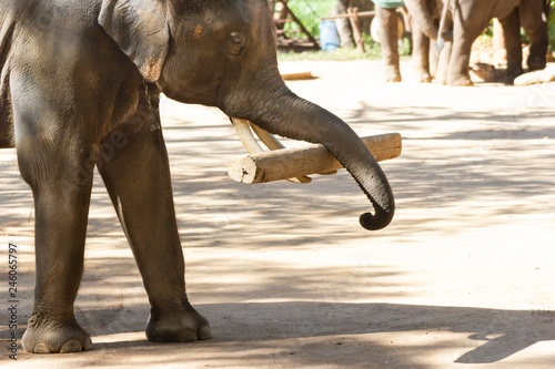 Canvas Print Show Thai Elephants lifting Large timber Bigger logs In the past, elephants were used to lift large wood in the forest