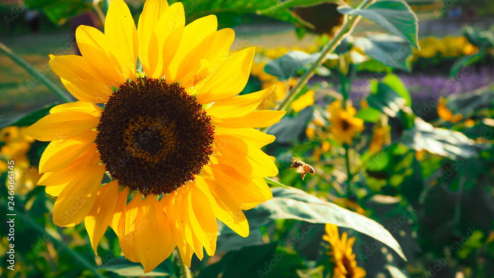 Naklejka premium Sunflower blooming beautifully, accepting sunlight