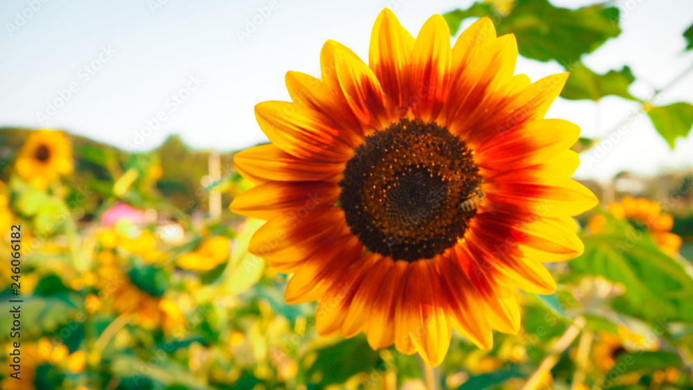 Fototapeta premium Sunflower blooming beautifully, accepting sunlight