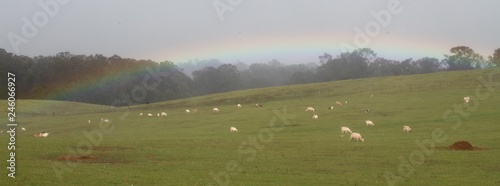 rainbow over lambs