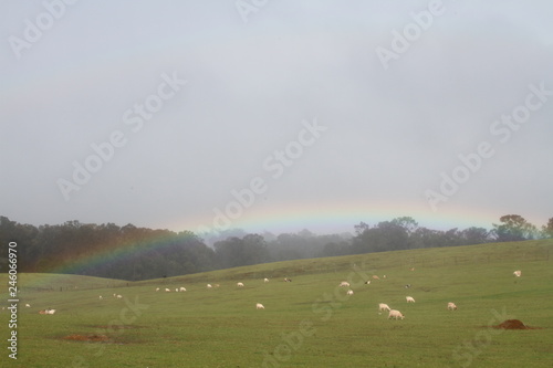 Rainbow over lamb