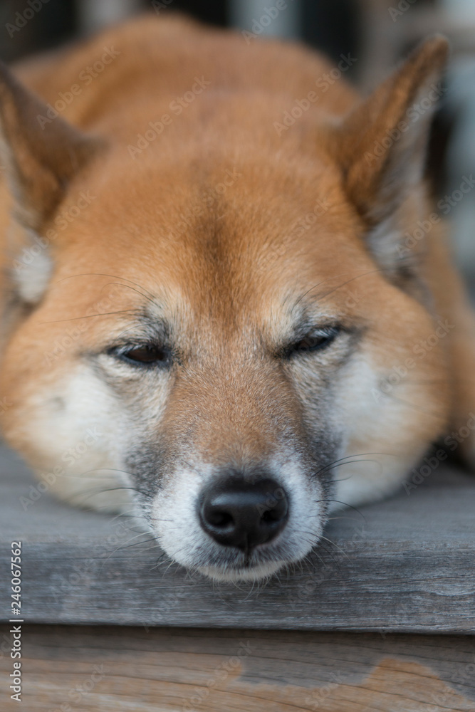 不機嫌な柴犬 不機嫌な柴犬