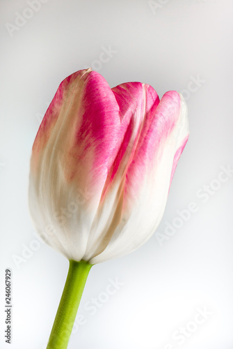 One pink and white tulip on a white background.