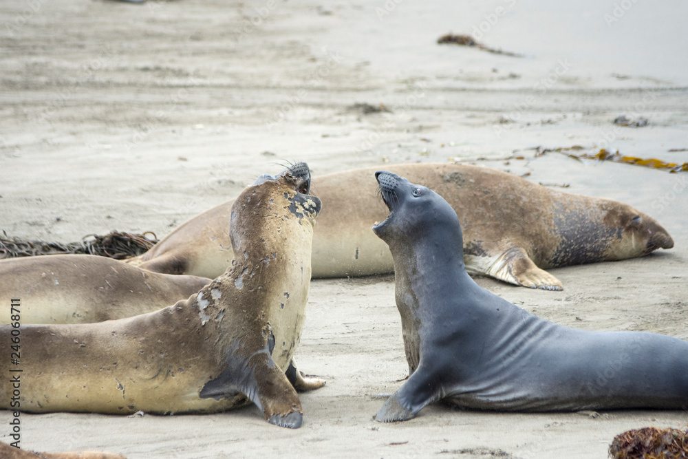 Fototapeta premium Seal Standoff at San Simeon