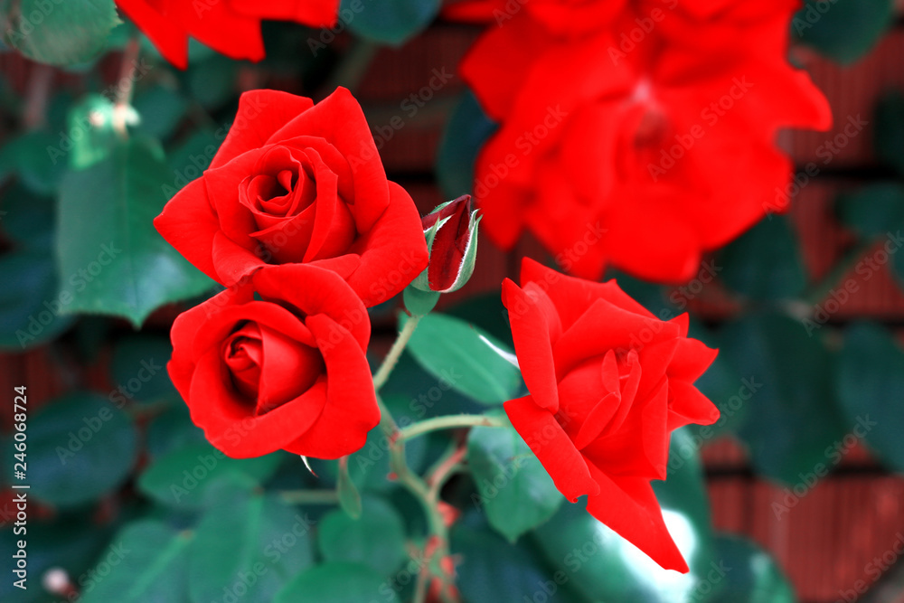 Seasonal scenery where roses are in bloom Seasonal scenery where roses are in bloom