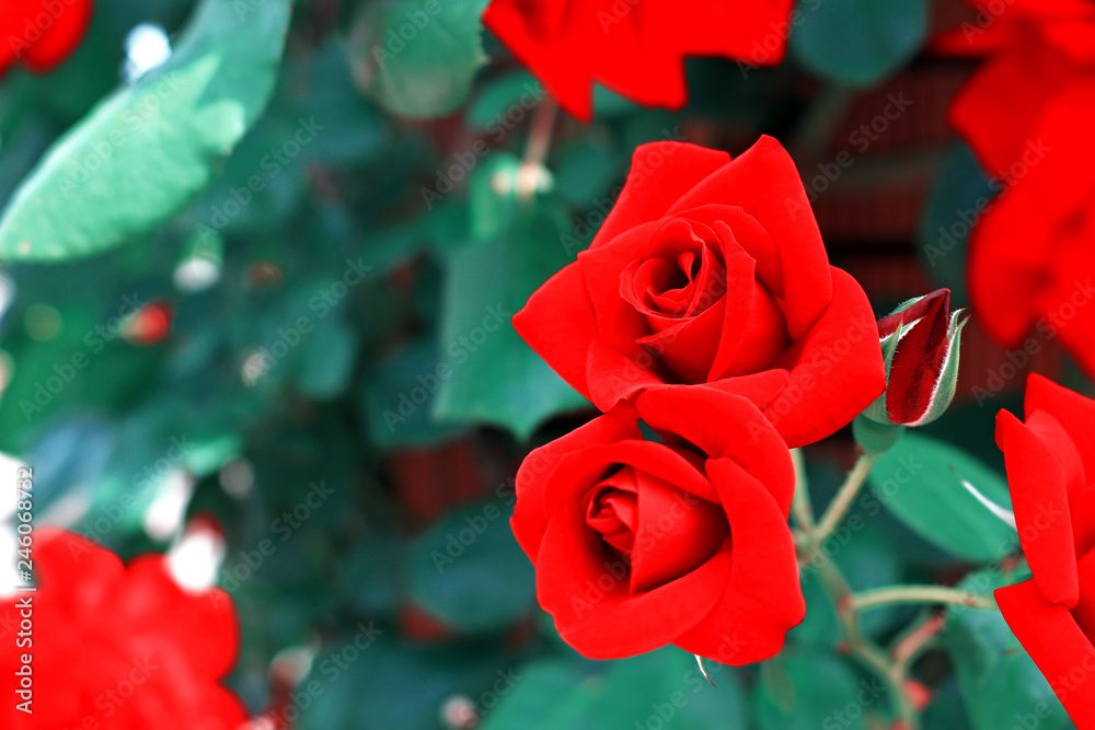 Seasonal scenery where roses are in bloom Seasonal scenery where roses are in bloom