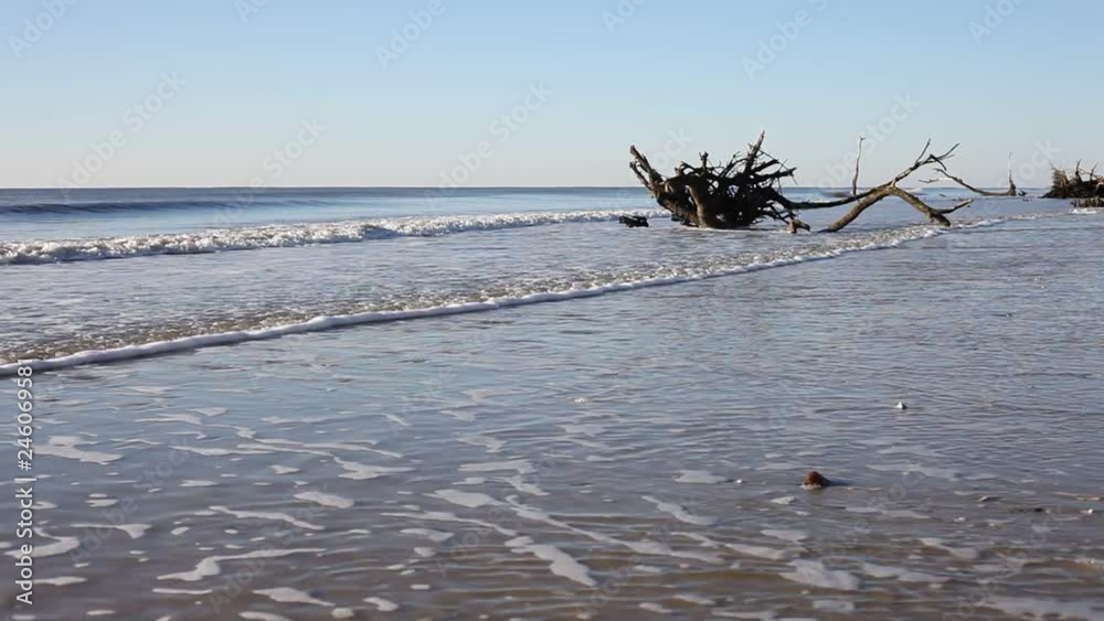 Dead trees on the Atlantic ocean beach, Botamy Bay beach, Edisto Island, SC, USA Dead trees on the Atlantic ocean beach, Botamy Bay beach, Edisto Island, SC, USA