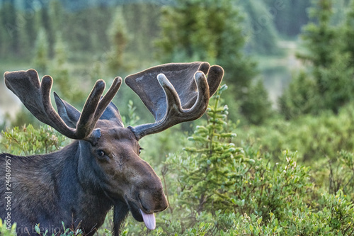 Photography Moose with an attitude