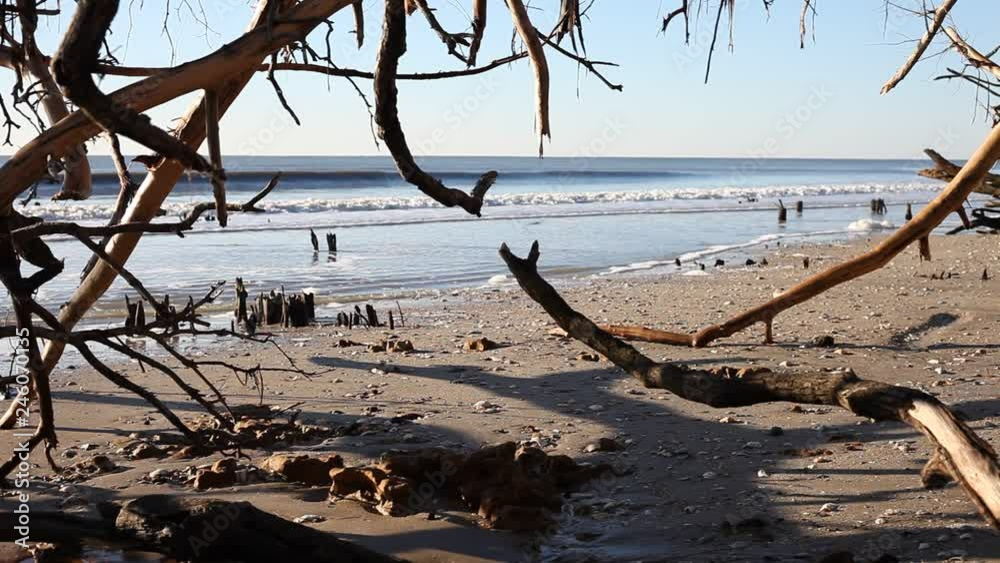 Dead trees on the Atlantic ocean beach, Botamy Bay beach, Edisto Island, SC, USA Dead trees on the Atlantic ocean beach, Botamy Bay beach, Edisto Island, SC, USA