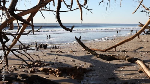 Dead trees on the Atlantic ocean beach, Botamy Bay beach, Edisto Island, SC, USA photo