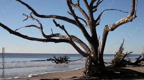 Dead trees on the Atlantic ocean beach, Botamy Bay beach, Edisto Island, SC, USA photo