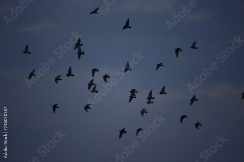 Birds of the Sky © Fallen Skil