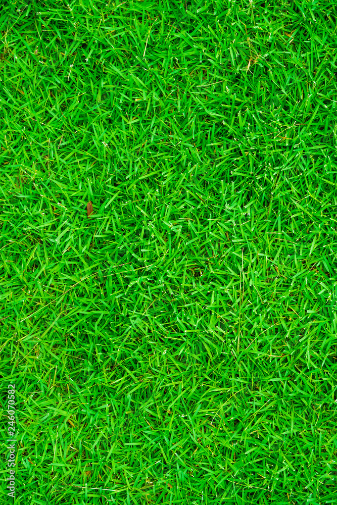 Green fresh grass texture