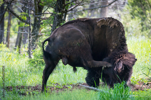 Bison Scratching an Itch 