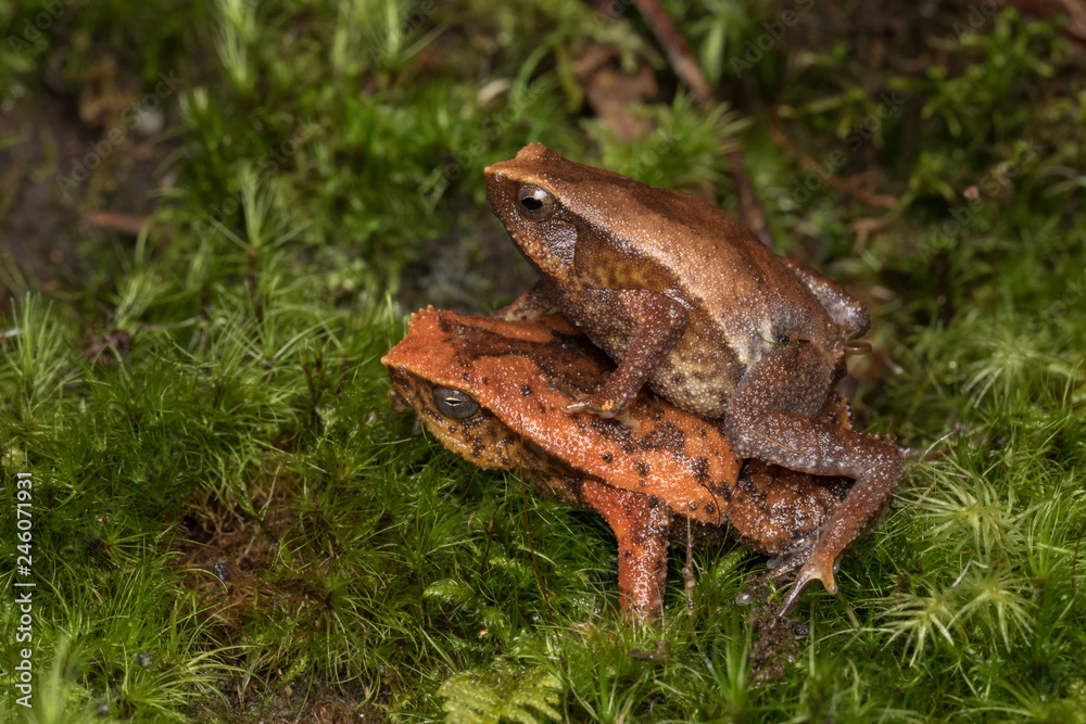 Beautiful Kinabalu Sticky Frog of Sabah, Borneo Island Beautiful Kinabalu Sticky Frog of Sabah, Borneo Island