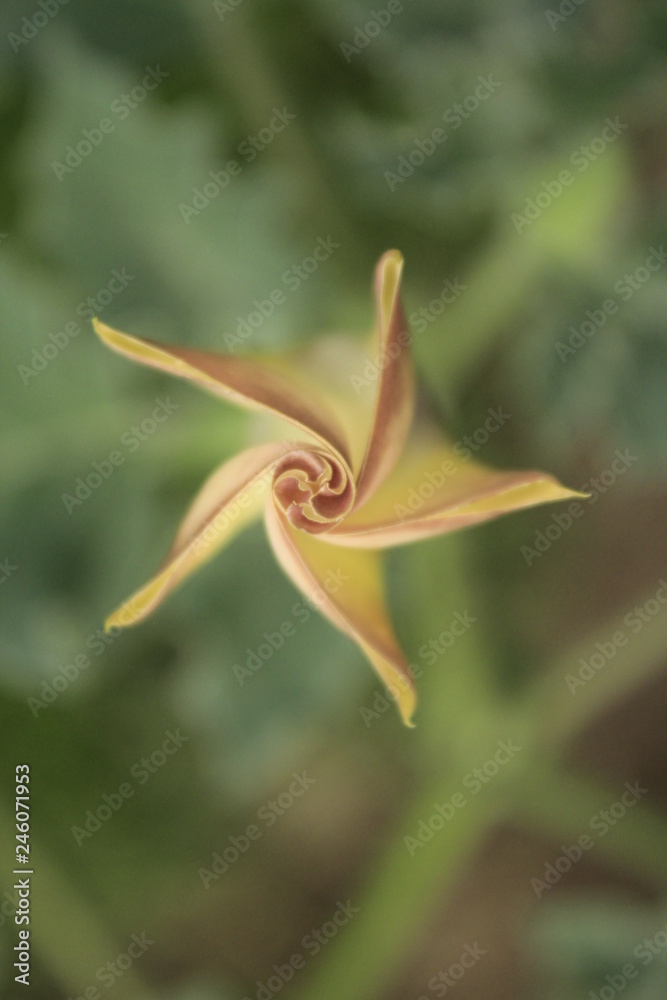 Geometria natural Geometria natural