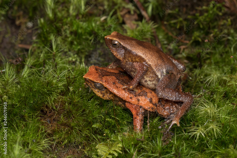 Fototapeta premium Beautiful Kinabalu Sticky Frog of Sabah, Borneo Island