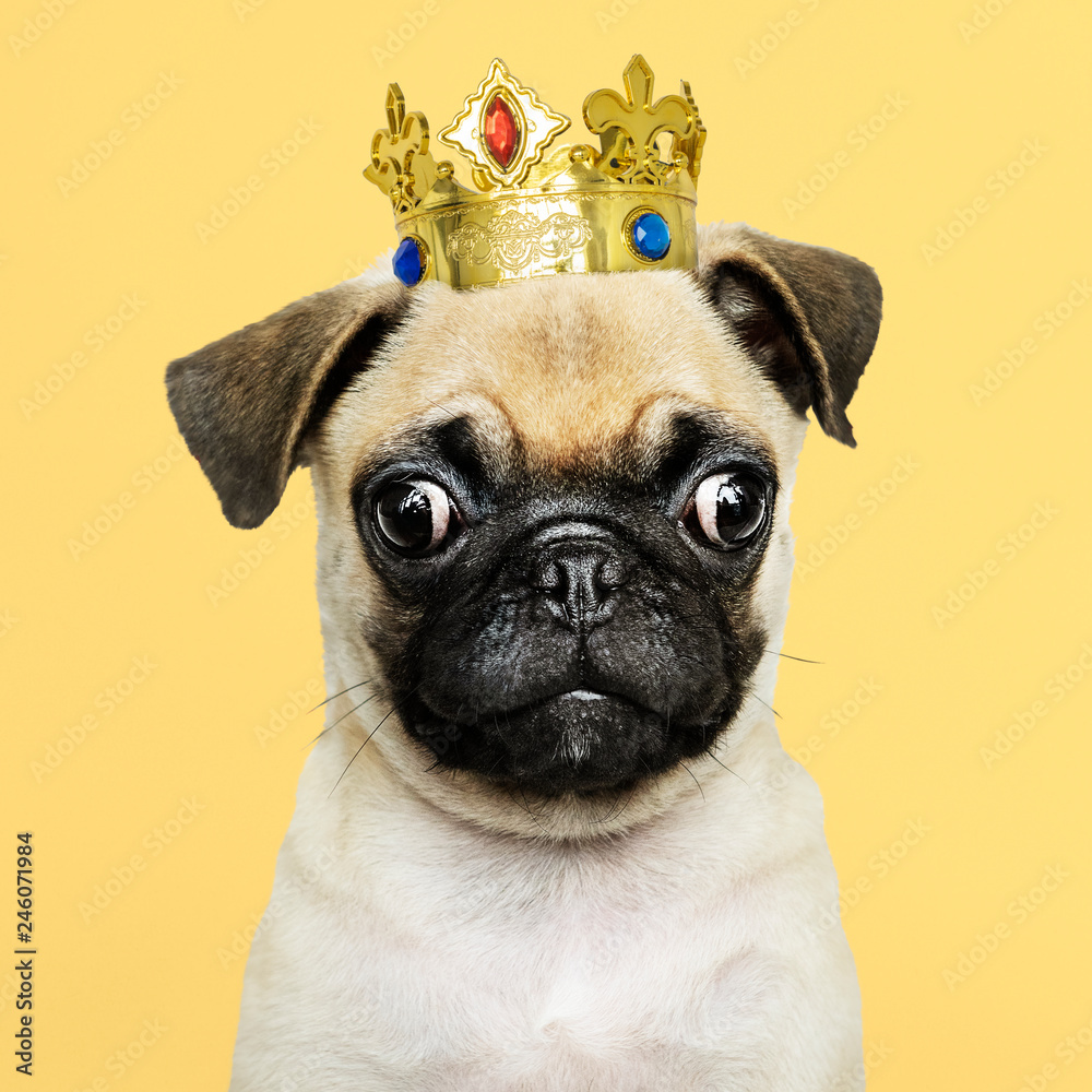 Cute Pug puppy in a gold crown - obrazy, fototapety, plakaty 
