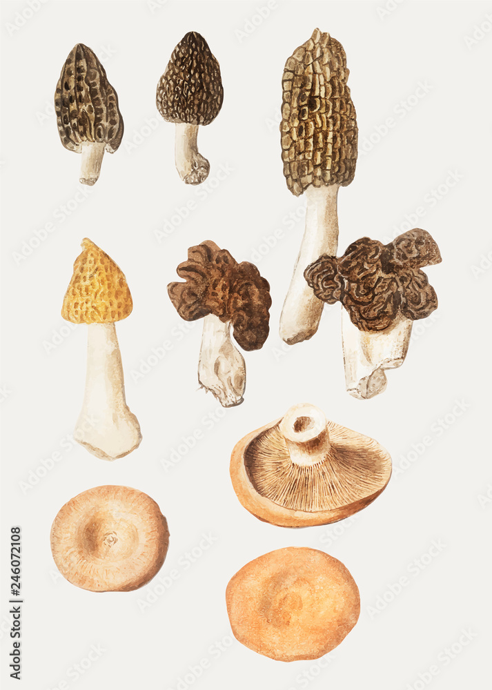 Naklejka Mushrooms in vintage style