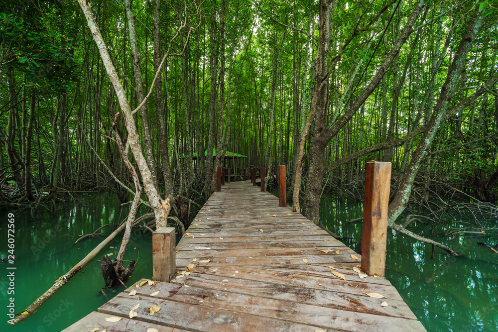 Obraz premium wooden bridge in a mangrove forest at Tung Prong Thong, Rayong, Thailand